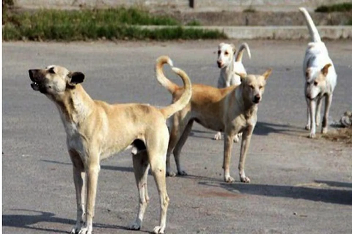 Dogs on prowl at Munwarabad