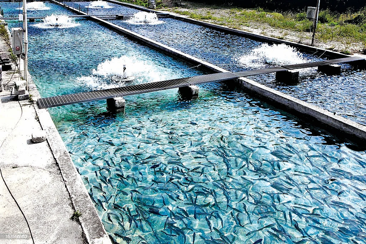 Co-management of fish resource: Prospects and Feasibility