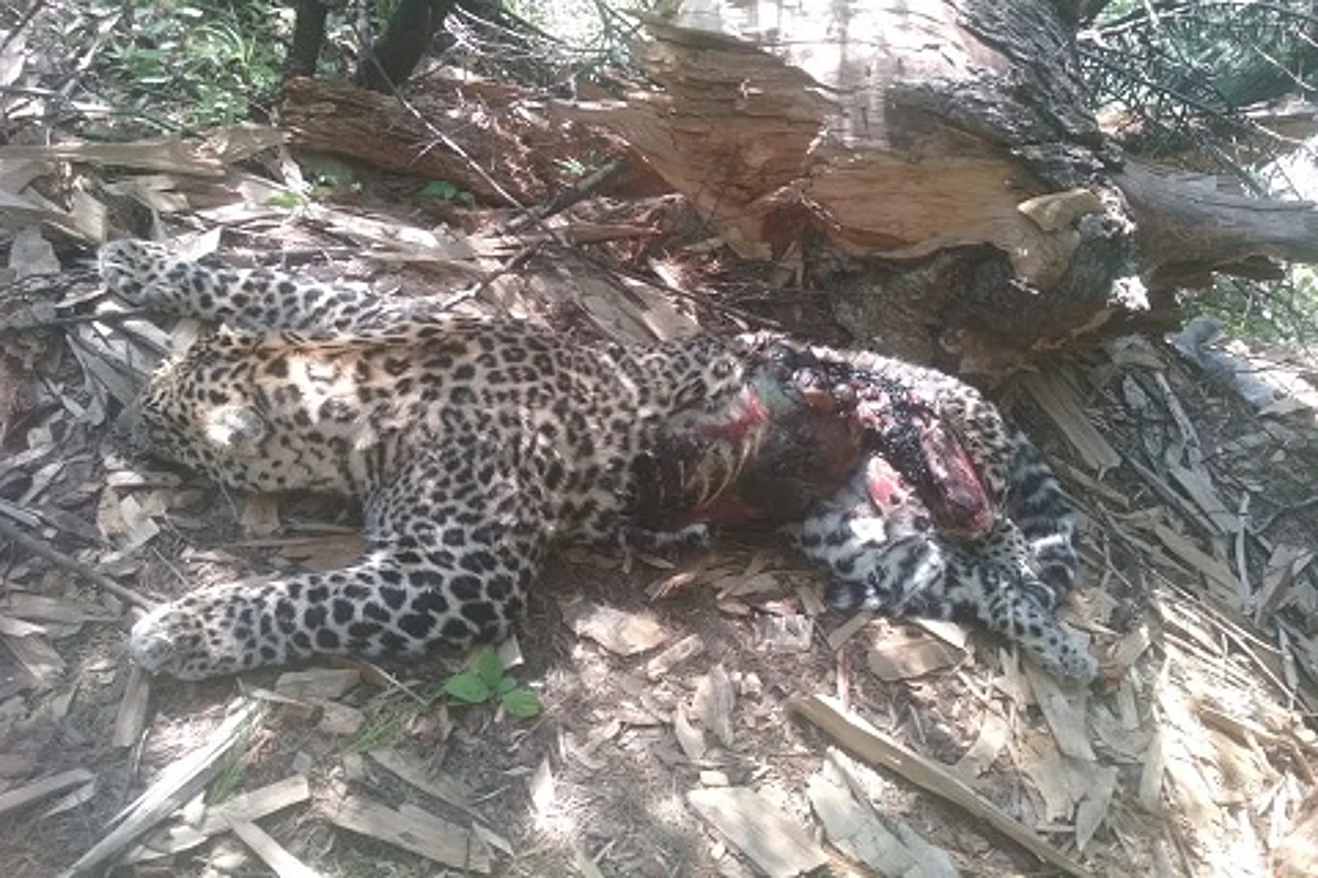 Leopard skeleton found in Bhaderwah, Wildlife Deptt orders inquiry