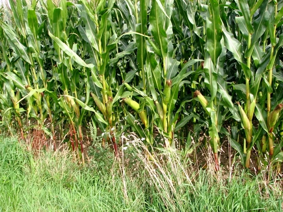 From lab to land | Fodder Maize for Profitable Dairying in Kashmir Valley