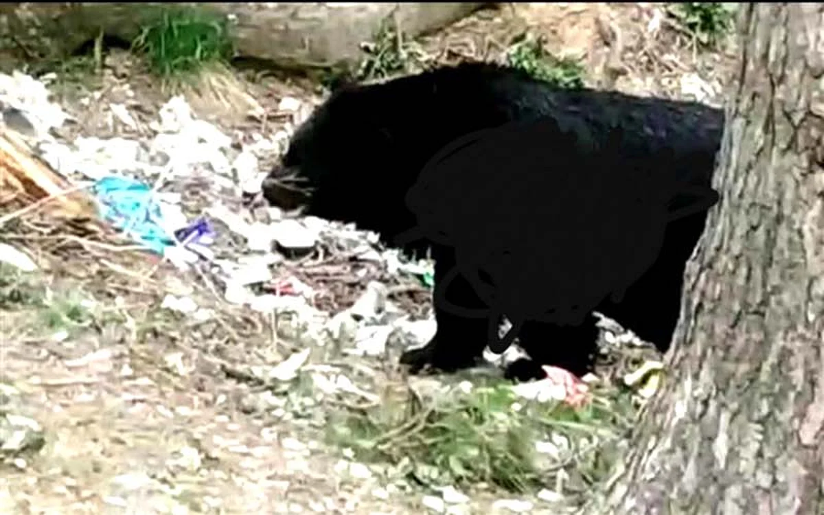 Bear strays into residential area in north Kashmir’s Kupwara, captured