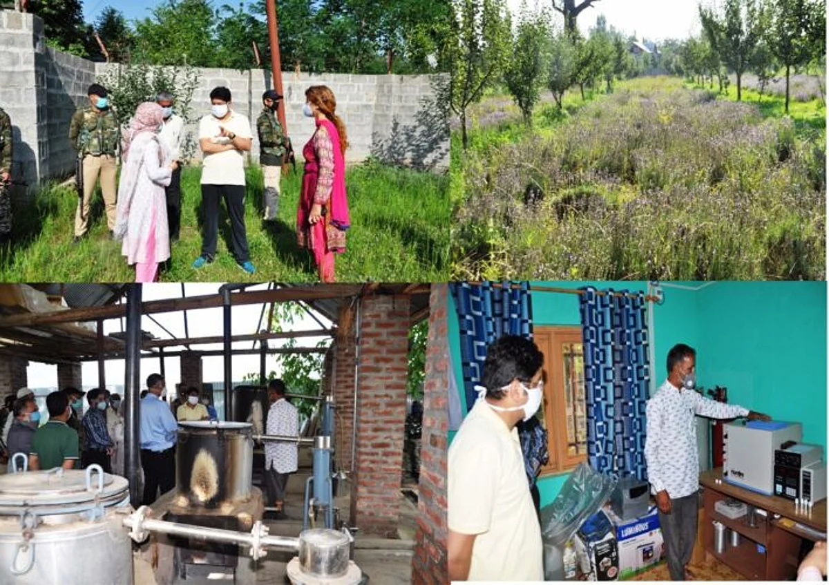 DDC for tapping high value Lavender potential in Pulwama