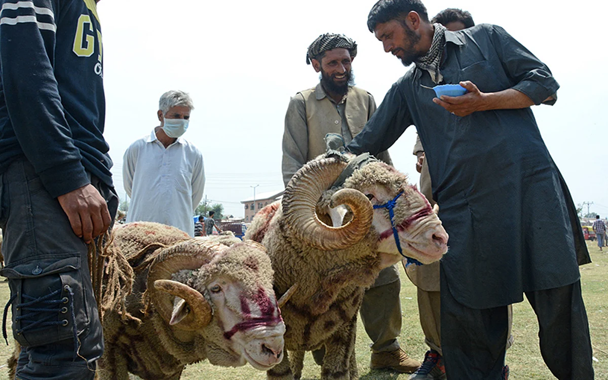 Why Sacrifice Animals?