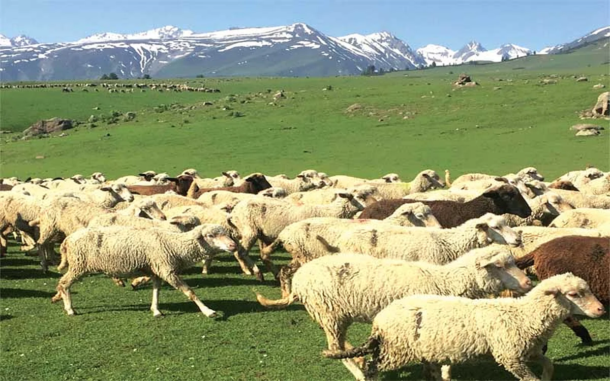 Kashmir consumes 22 lakh sheep annually, only 6.5 lakh raised locally