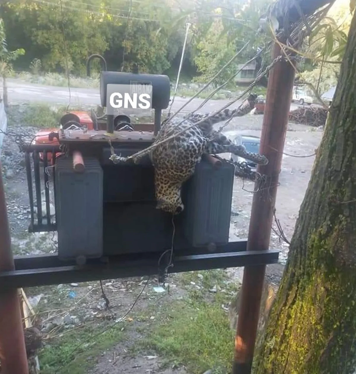 Leopard electrocuted in north Kashmir’s Kupwara
