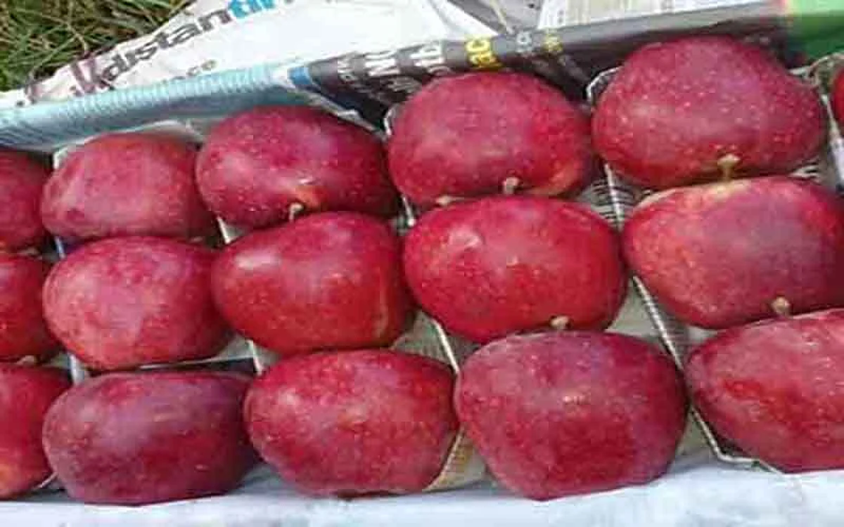 Import of Iranian apple; Fruit bodies call on custom officials