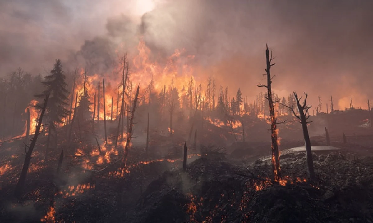Saving the forests