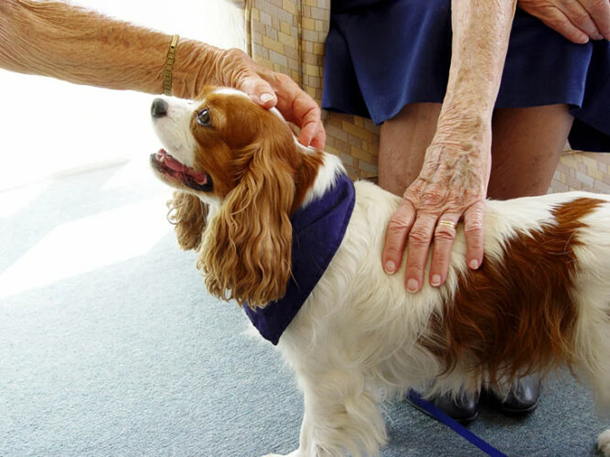 Green Care: Animal Assisted Human Therapy