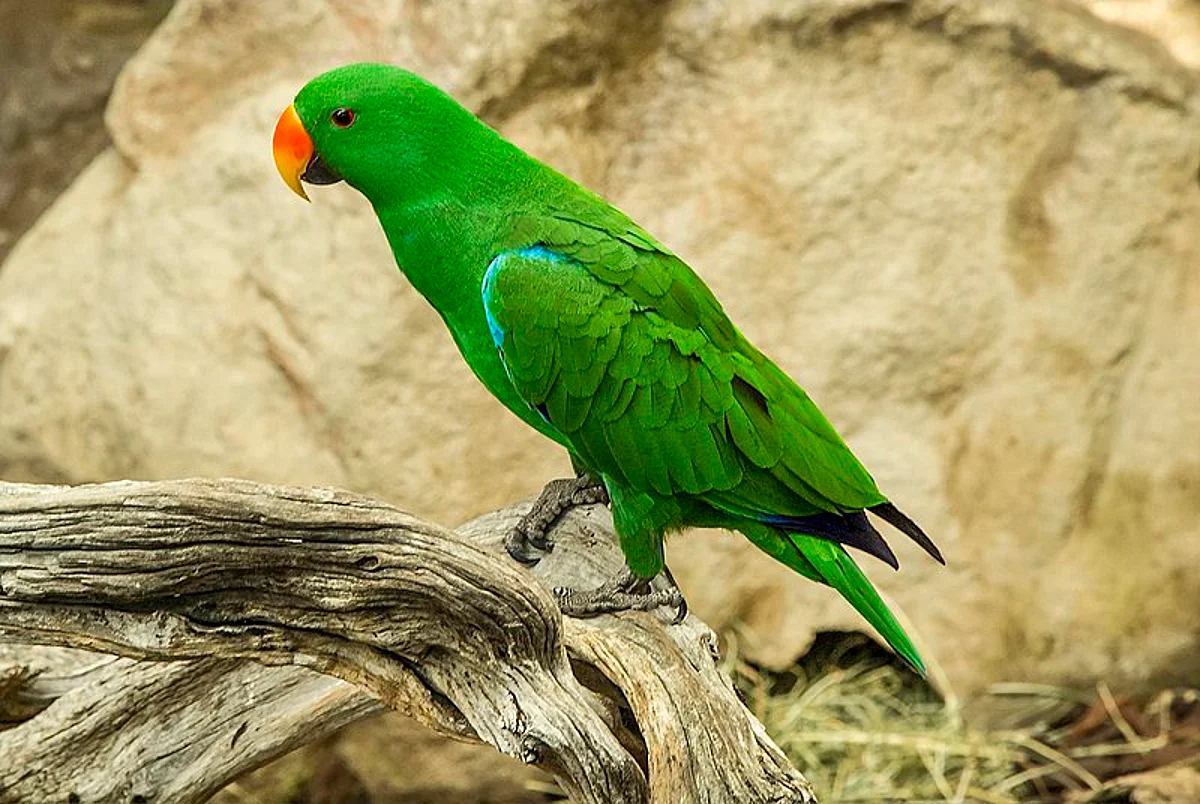 Aussie survives late night house fire after pet parrot raises alarm