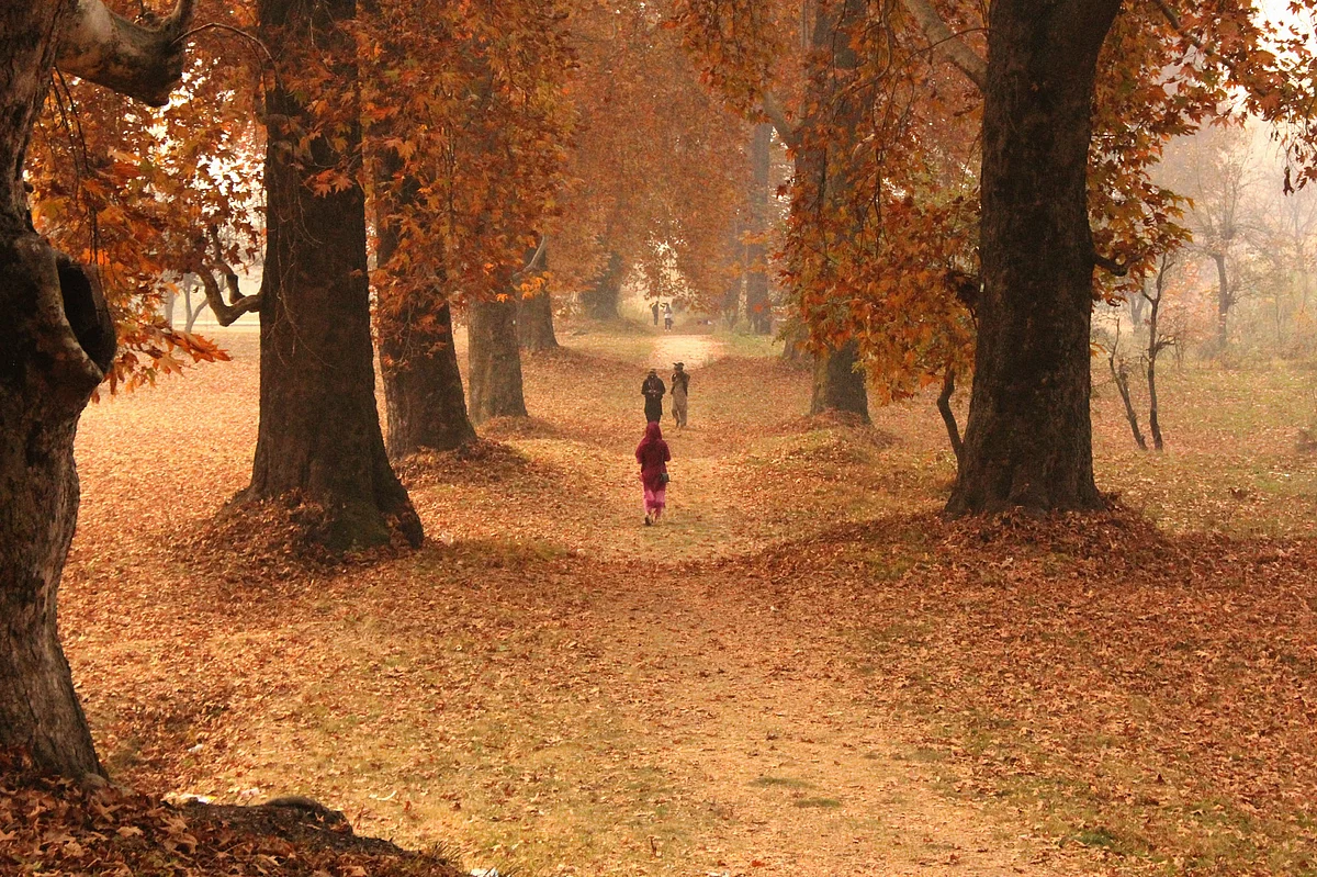 OF AUTUMN