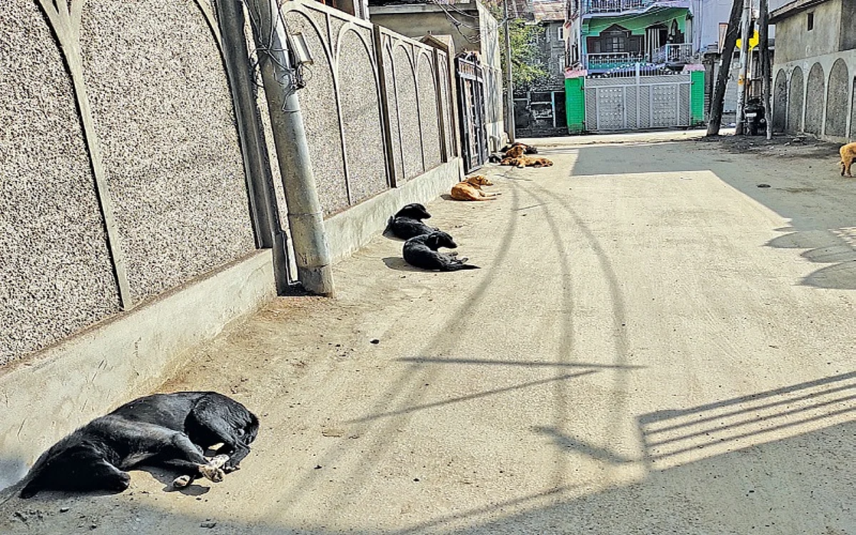 Is Anybody Listening? | Batamaloo residents aghast over increasing dog population in the area