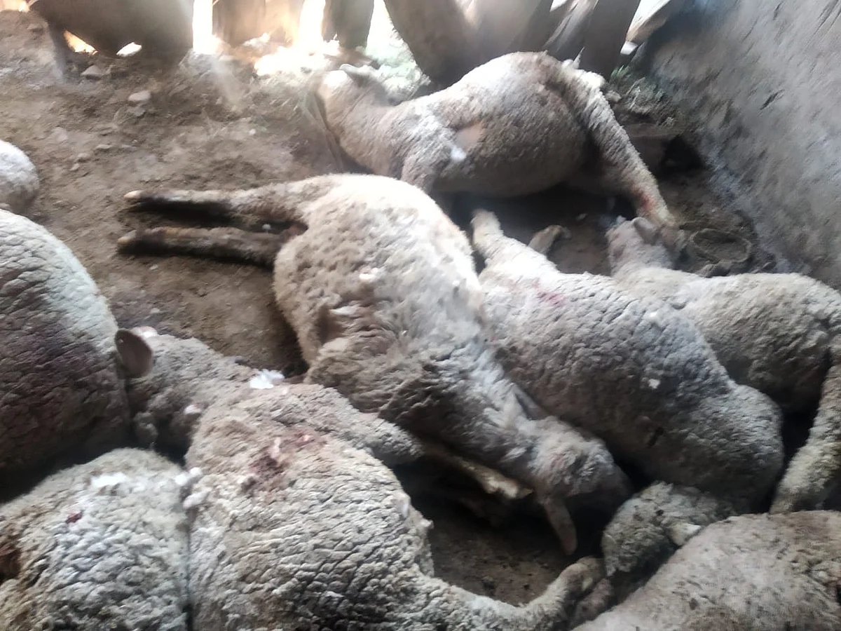 In Handwara, wild animals kill 15 sheep in a week