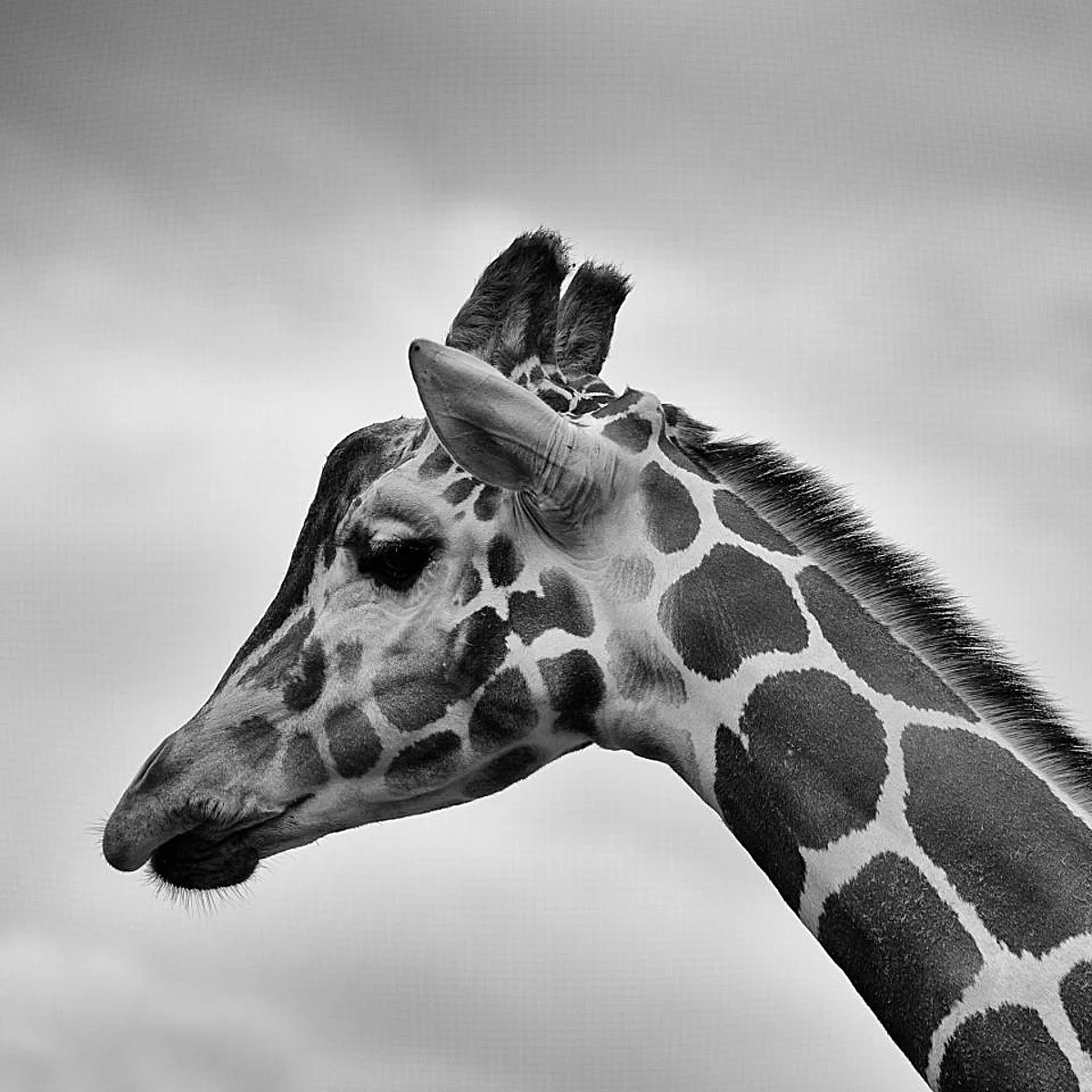World’s last known white giraffe gets GPS tracking device