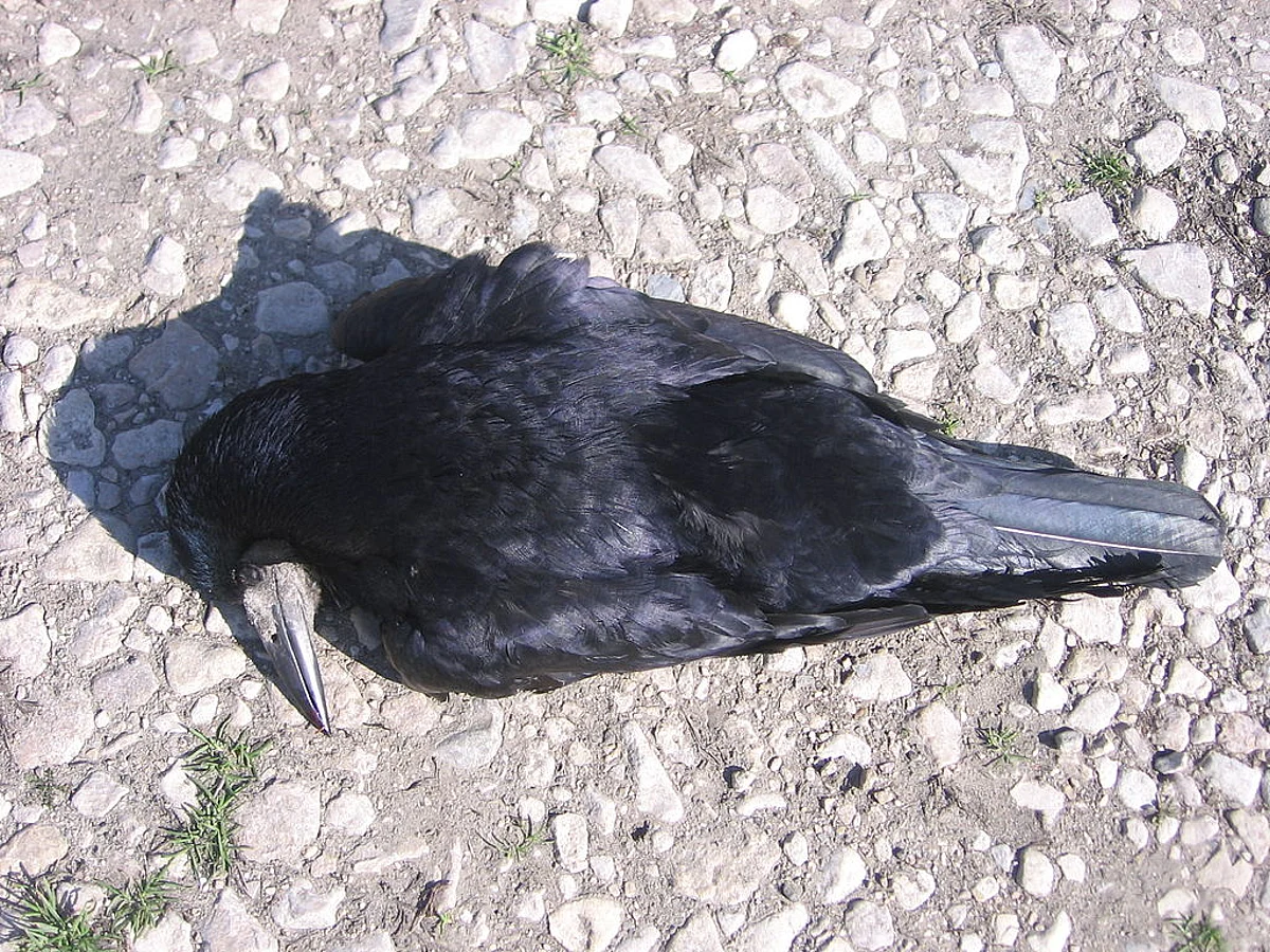 File photo/Wikimedia