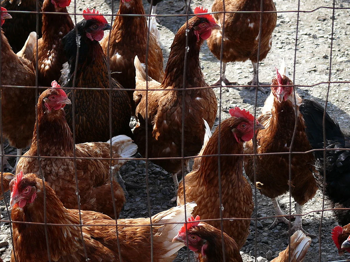 World’s 1st case of human infection with bird flu in Russia