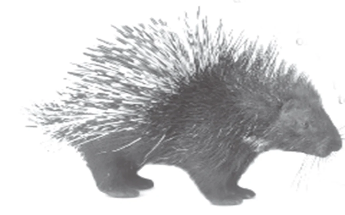 Porcupines damage orchards in Kashmir, farmers worried