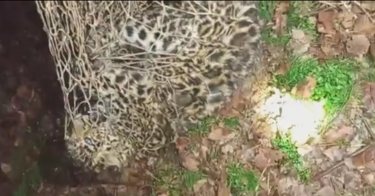 Leopard captured alive by Wildlife department officials in Ompora Budgam