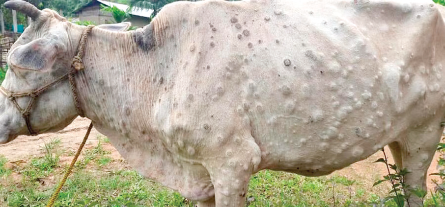 Lumpy Skin Disease In Cattle lumpy-skin-disease-in-cattle
