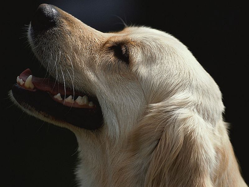 Gene Discovery Could Mean Longer Lives for Golden Retrievers, Maybe Humans - Vimarsana News