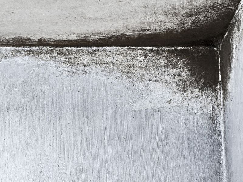 Following Disasters, Untreated Mold Sends Many to Hospitals - Vimarsana News