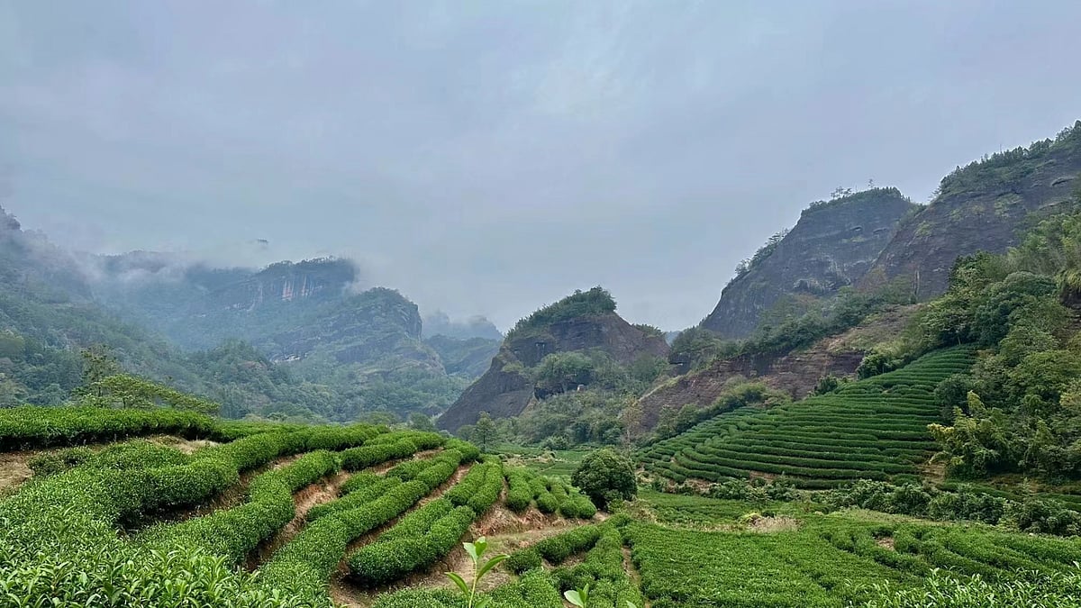 Key to Tasty Tea May Be the Germs Found in Plants' Roots