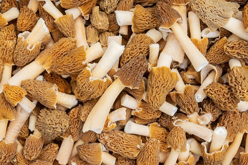Uncooked Morel Mushrooms Proved Fatal for Montana Diners MedNews