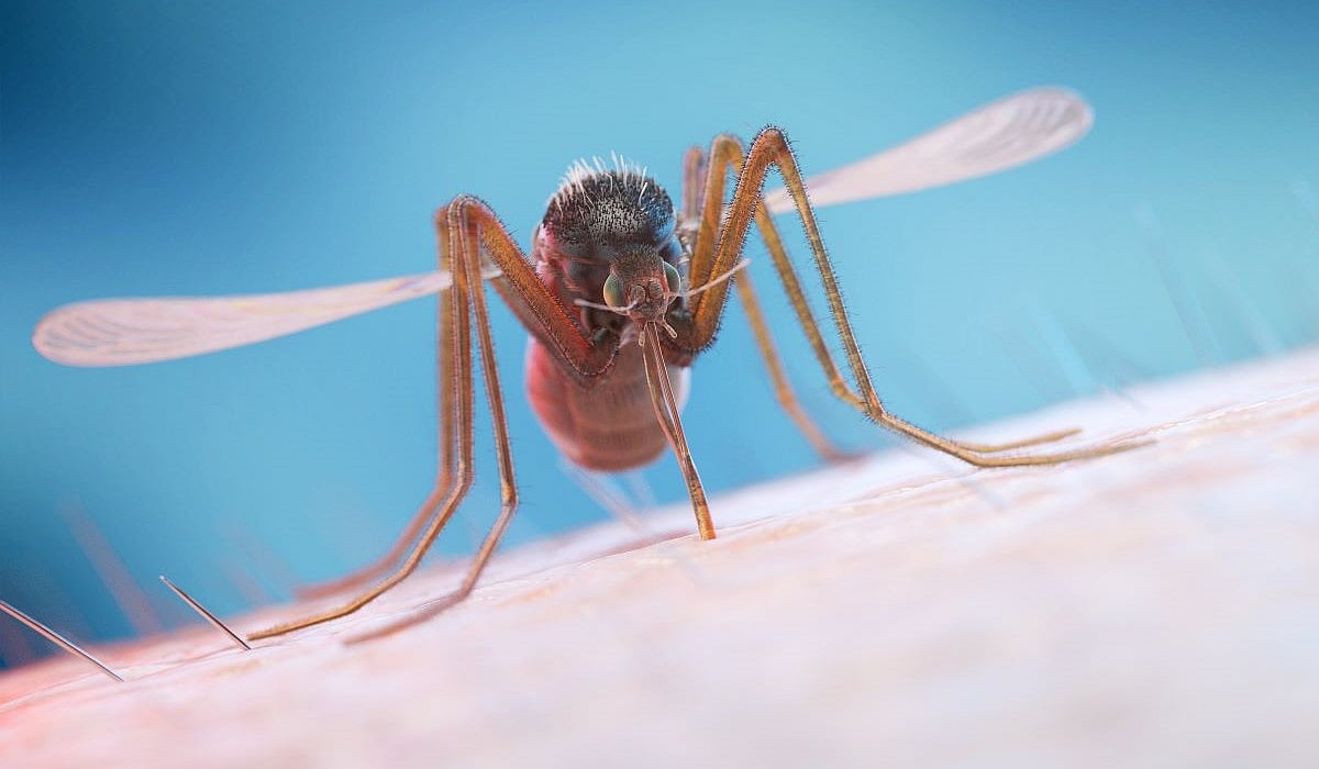 Dengue May Be Bigger Threat to Obese Children
