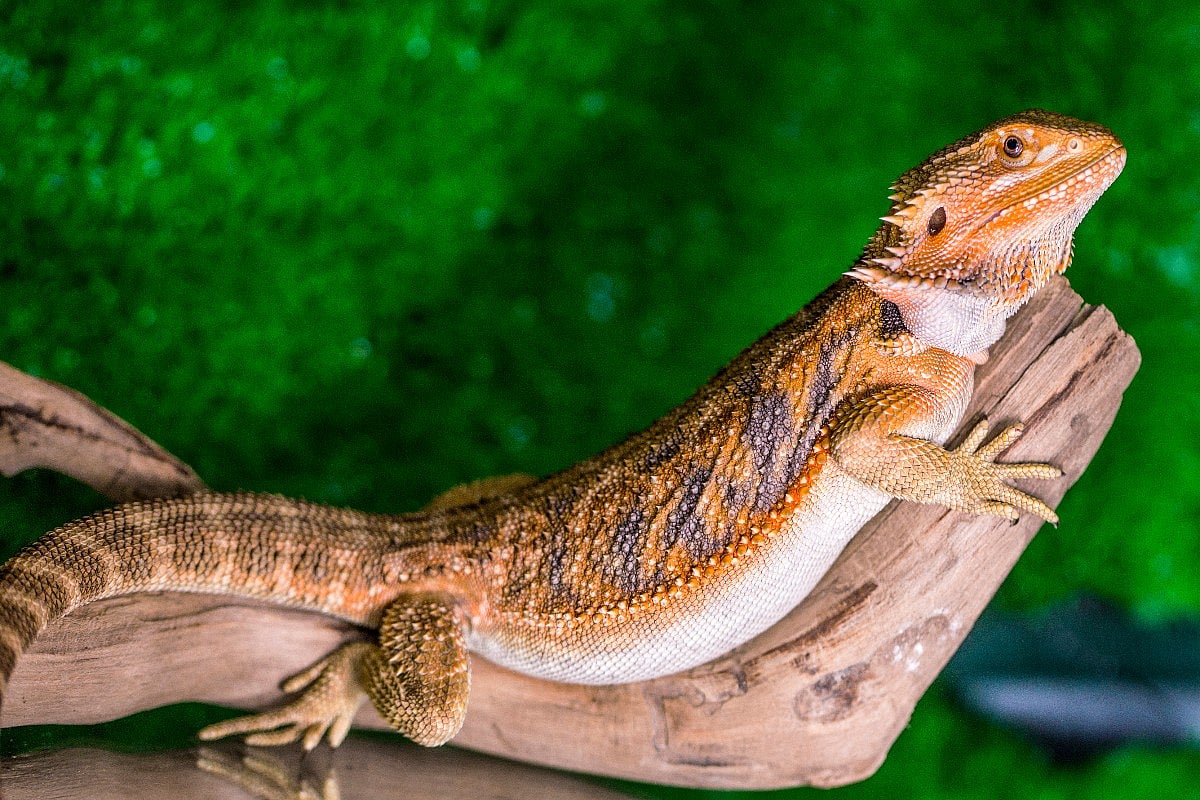 Pet Bearded Dragons Pose Salmonella Danger, CDC Warns MedNews