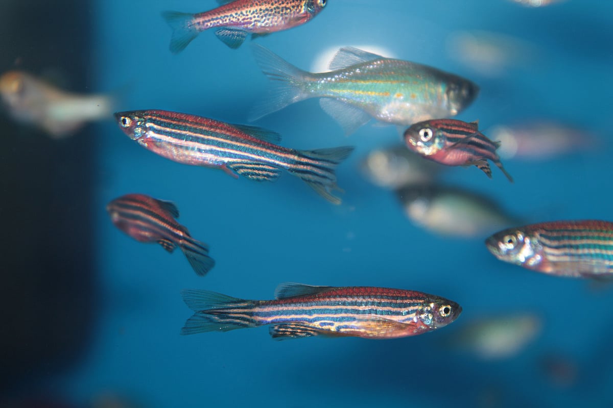 Insights From a Fish Might Help People Battling Spinal Cord Injury