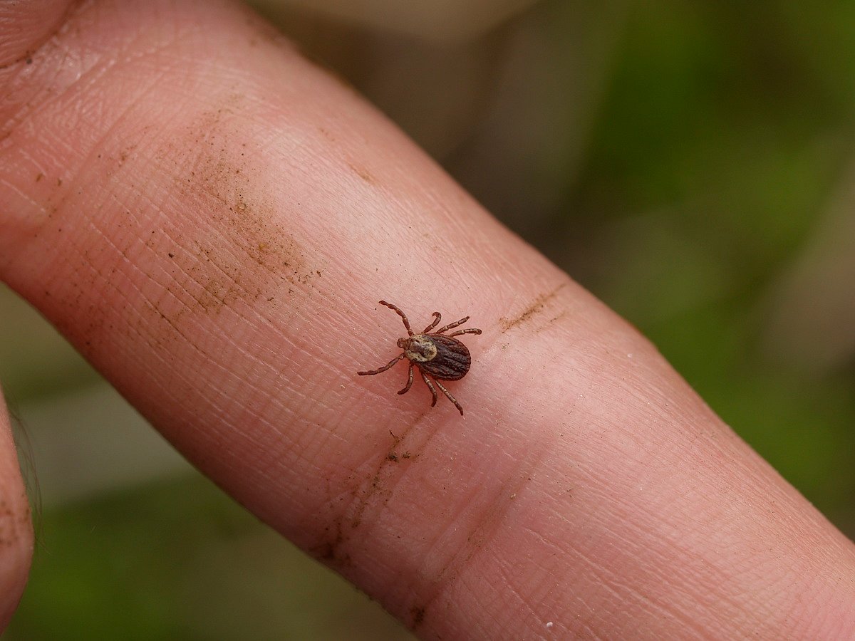 New Lyme Disease Test Could Deliver Results in 20 Minutes