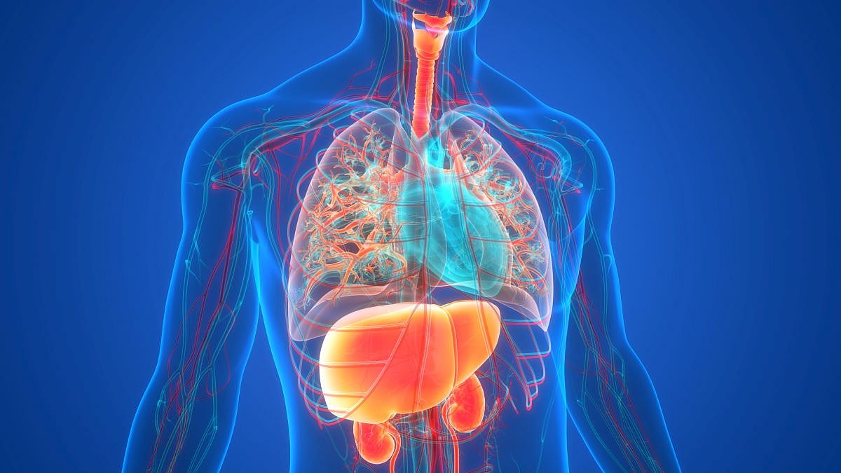 Fatty Liver Disease Now Affects 4 in 10 U.S. Adults