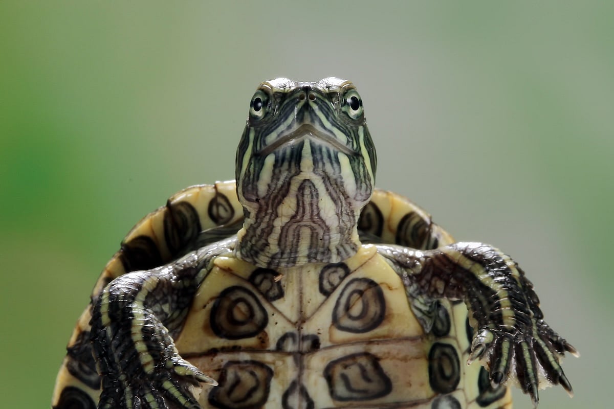 CDC Warns Again of Salmonella Danger From Baby Turtles