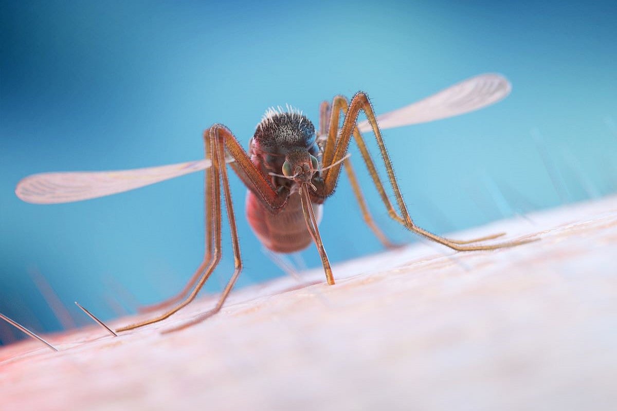 What Is the EEE Mosquito-Borne Virus?