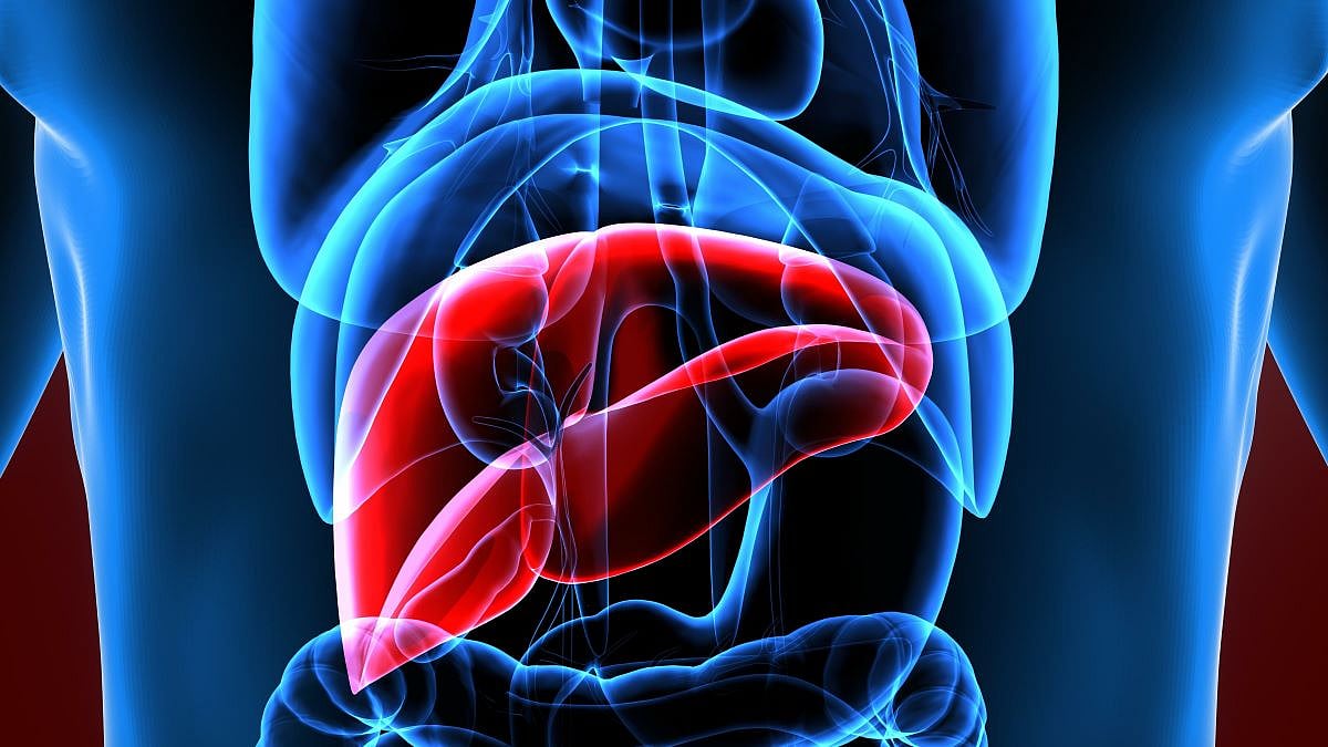 Scientists Successfully Reverse Liver Fibrosis in Mice