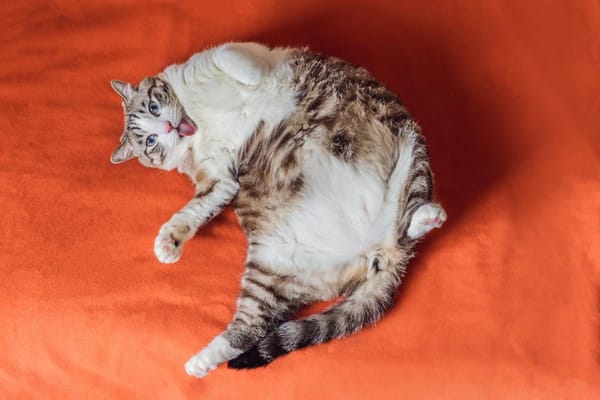 New GLP-1 Implant May Help Overweight Pets, Study Underway - Drugs.com MedNews New GLP-1 Implant May Help Overweight Pets, Study Underway - Drugs.com MedNews