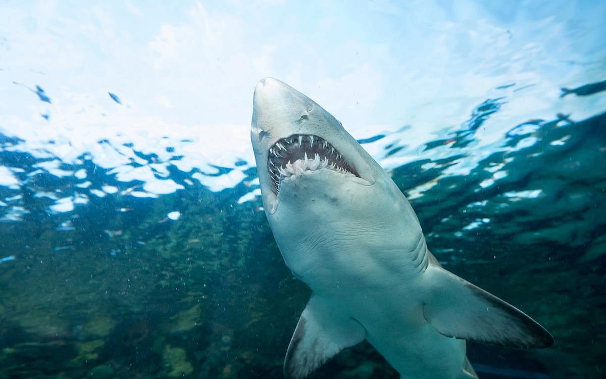 Shark Attacks Plummeted Worldwide Last Year