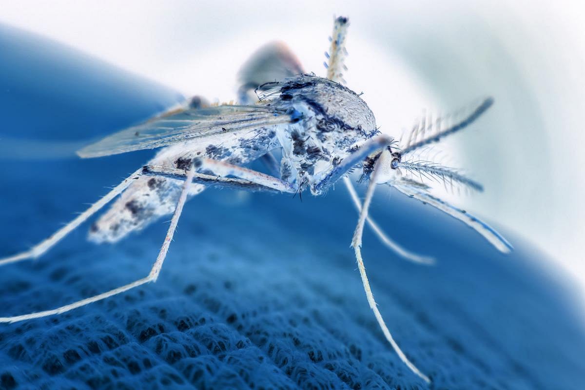 Diagnostic Device Spots Malaria Without Need for Blood Sample