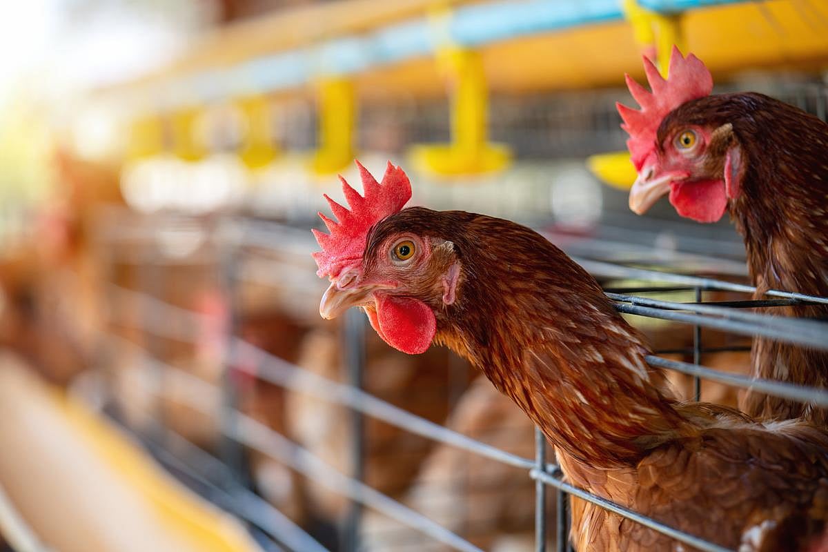 Bird Flu Found in Georgia Commercial Poultry for First Time