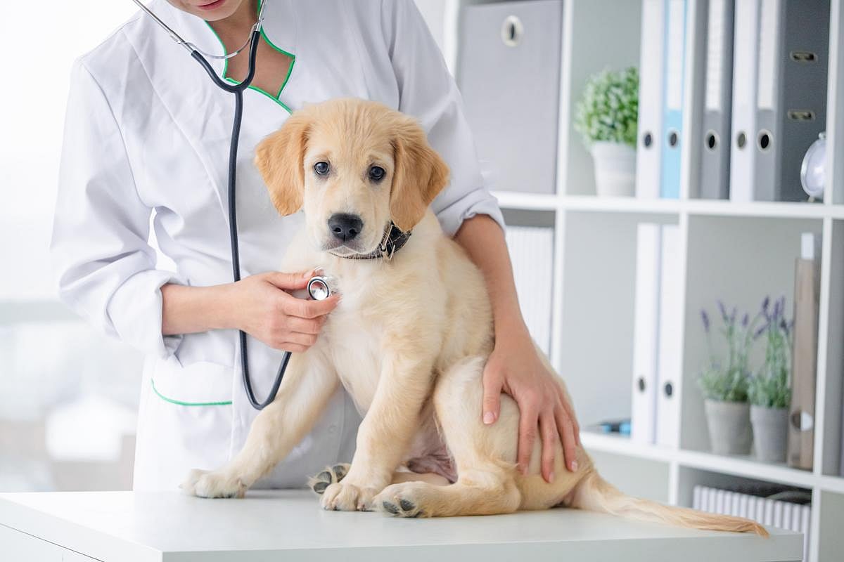 Answers Company Recalls Raw Dog Food Due to Salmonella, Listeria Threat