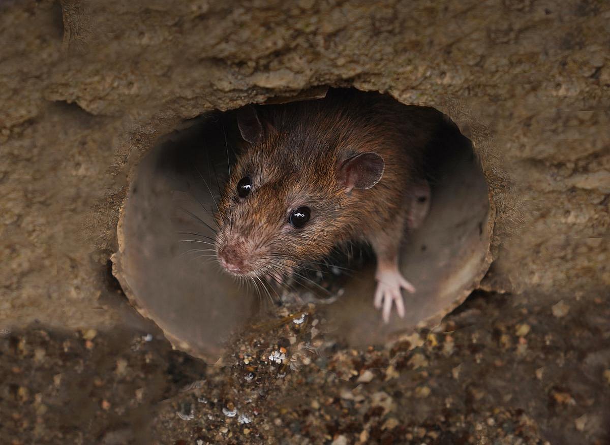 Bird Flu Found in Rats for First Time, USDA Confirms