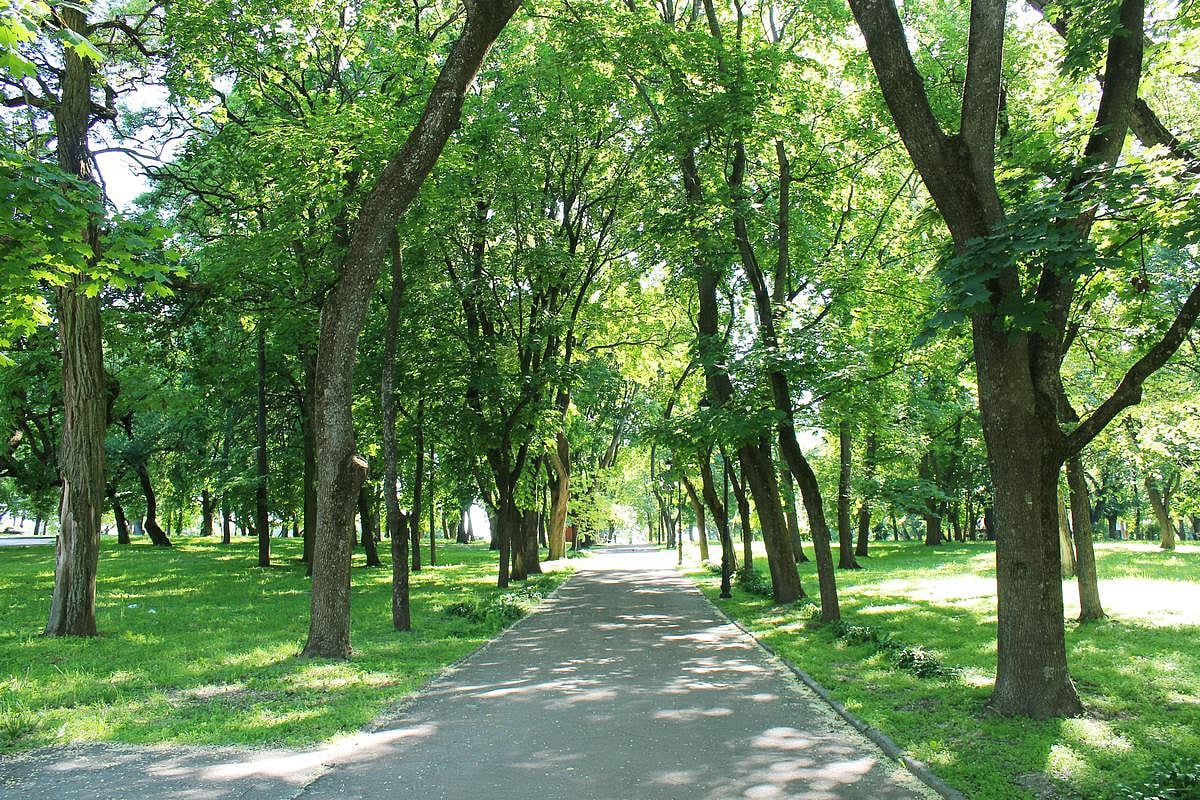 Most of the World's Cities Lack Enough Trees to Cool, Calm Residents