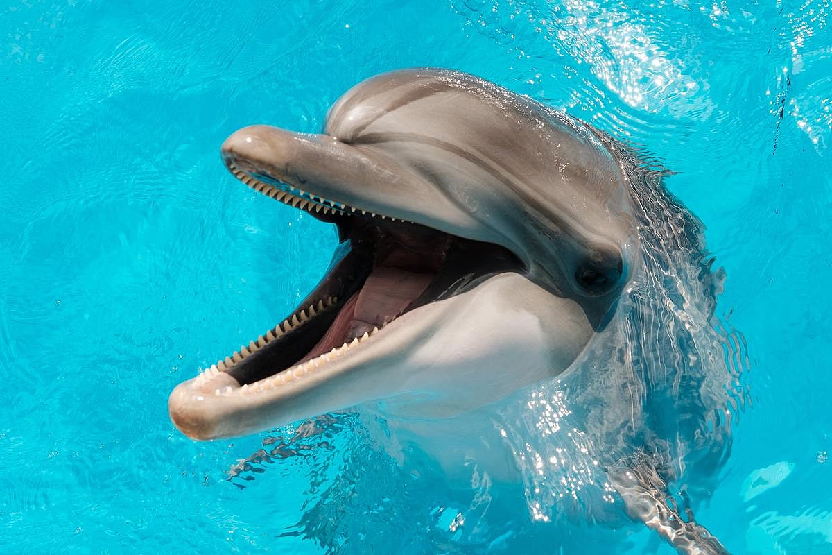 Dolphins Are Testing Positive for Fentanyl