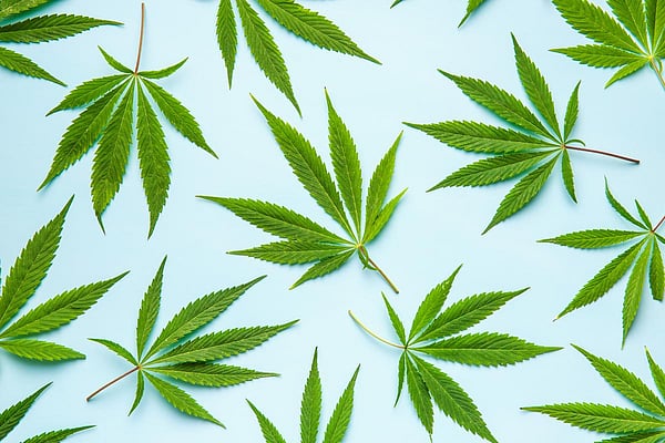 semaglutide and cannabis Is it safe to mix Ozempic weed? Semaglutide and THC: Can Ozempic
