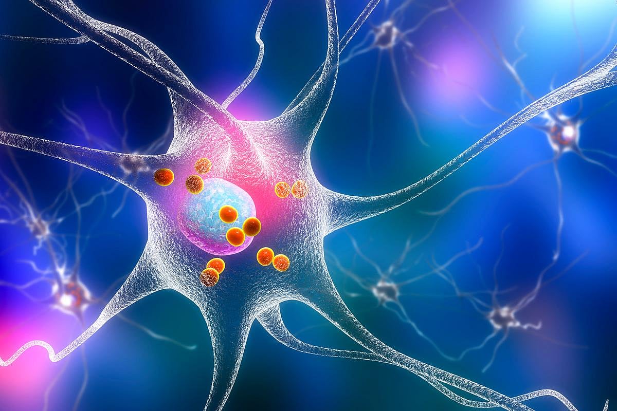 In Mouse Studies, New Clues to How Brain 'Refreshes' Memories