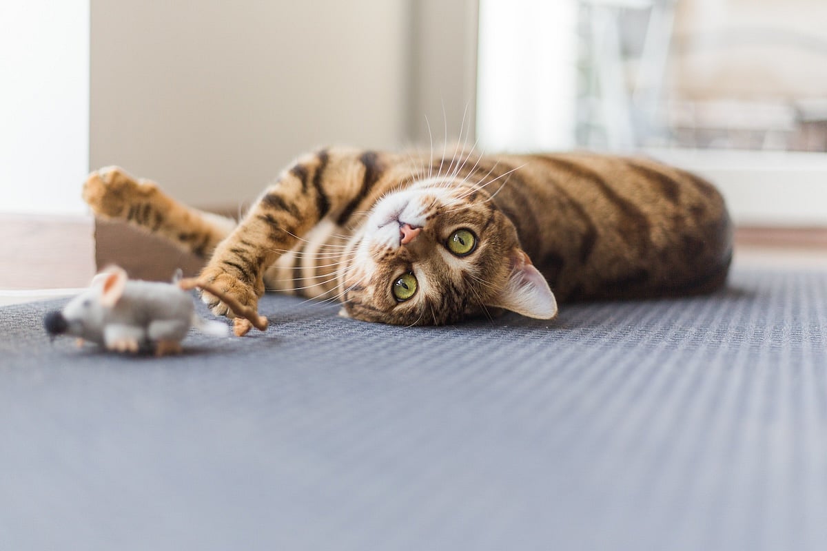 Study Warns That Cats Might Be Bird Flu Carriers