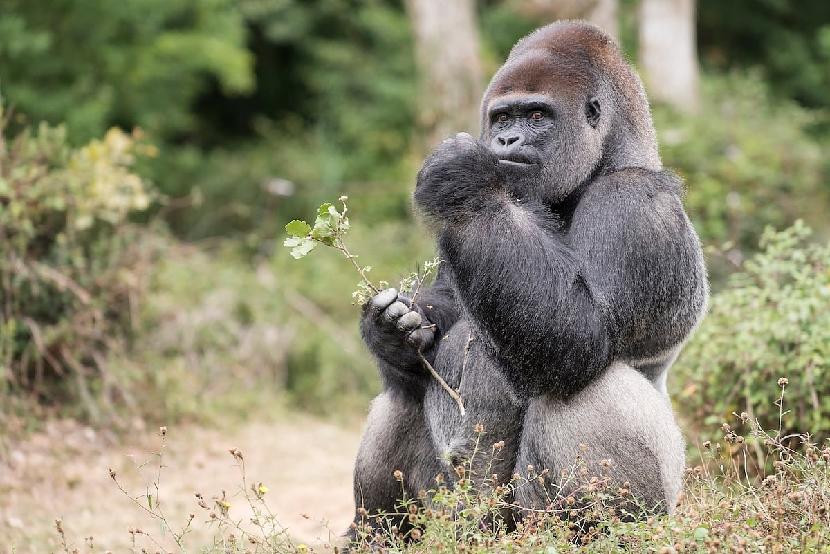 'Self-Medicating' Gorillas Are Leading People to New Medicines