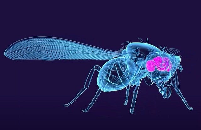 So Fly: Scientists Complete Map of Adult Fruit Fly Brain