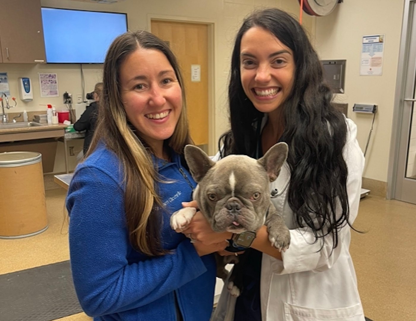 George the Frenchie's Cancer Journey May Help Other Dogs and Even Children