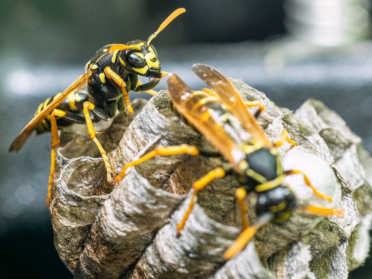 Yellowjackets and Bees Swarm in NC in Helene's Aftermath