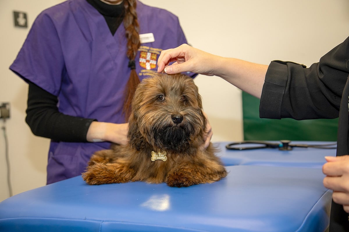 AI Might Help Pick Up Heart Trouble in Dogs